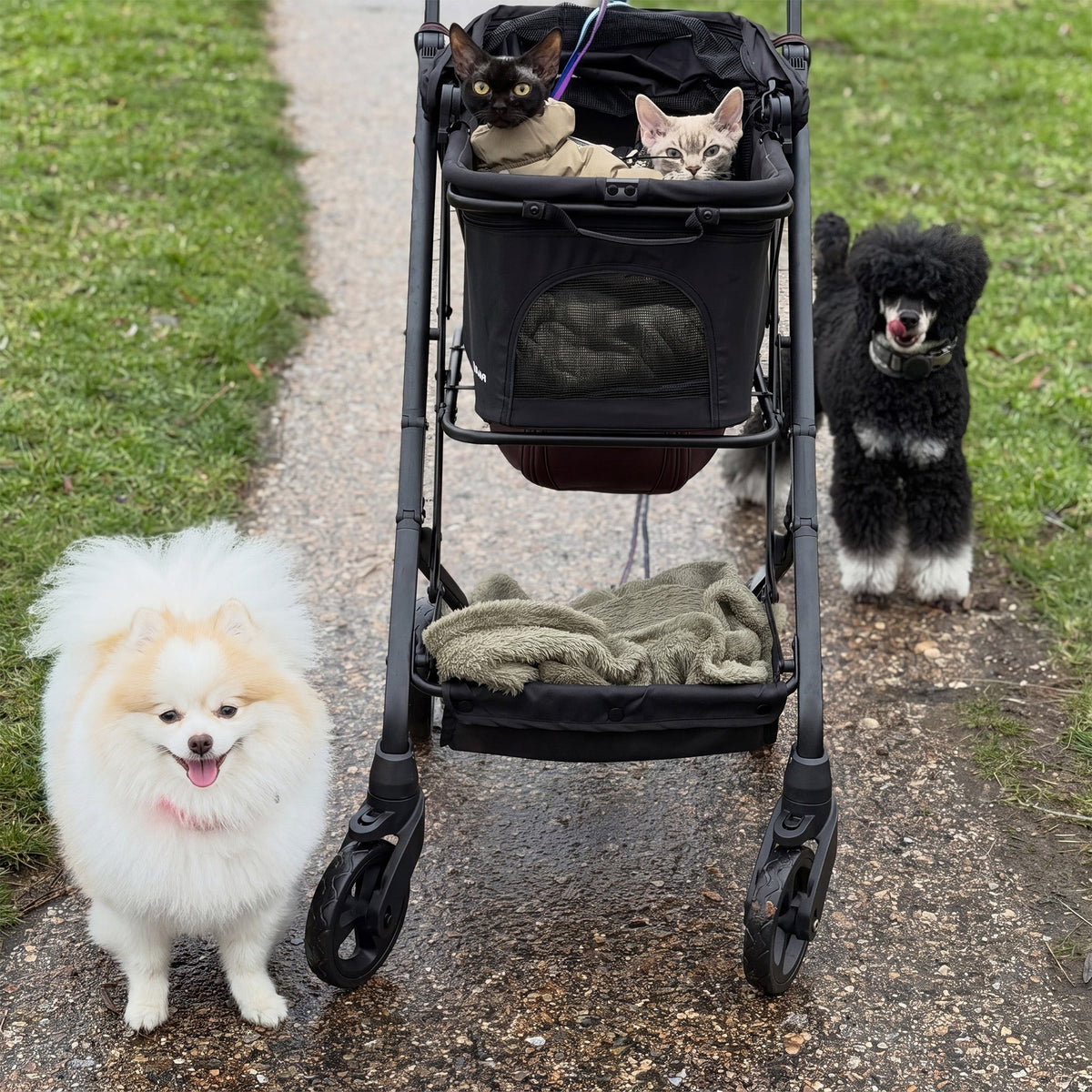 Luxury Foldable Dog Buggy