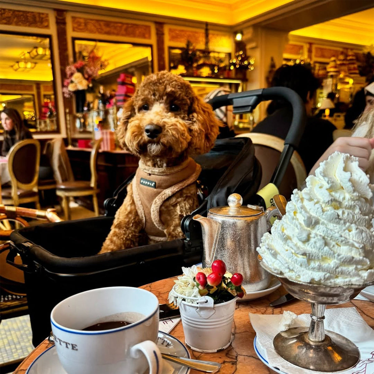 Luxury Foldable Dog Buggy