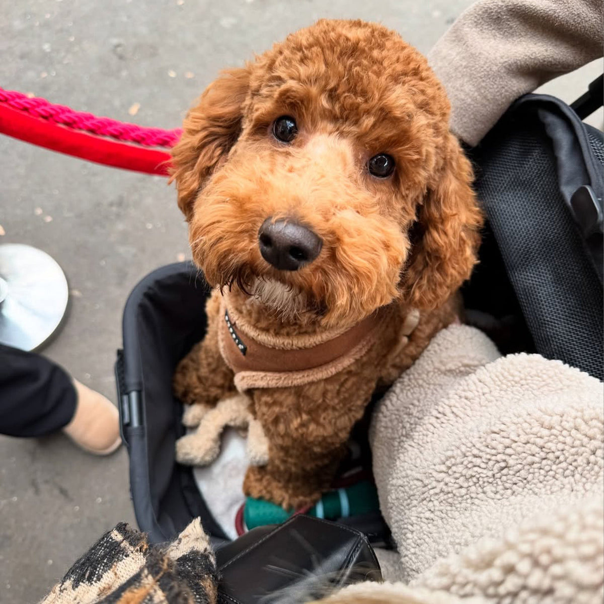 Luxury Foldable Dog Buggy